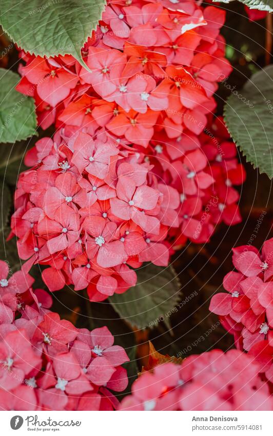 Hortensienblüten im Garten rosa Sommer Blume schön weiß farbenfroh Pflanze Blatt Frühling Buchse Park Blütenblatt Kopf Strauch Blütezeit Nahaufnahme Schönheit