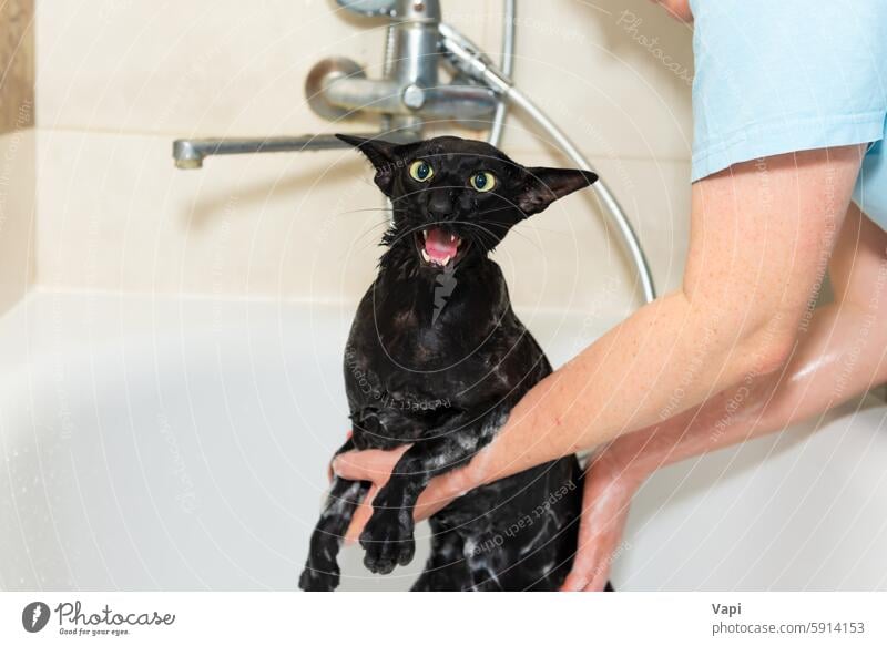 Schwarze lustige Katze nass im Bad schwarz Waschen ängstlich Haustier Wasser Badewanne Dusche Reinrassig Orientalisch schwarz Orientalische Katze Tier heimisch