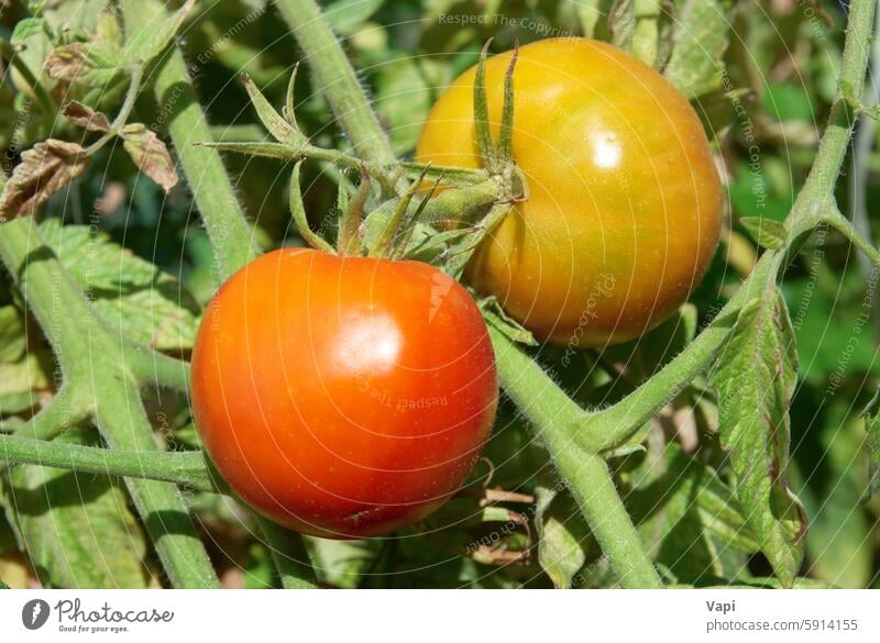 Rote Tomate und gelbe Tomate rot grün Blatt Lebensmittel Gemüse Frucht Natur Hintergrund Pflanze Ackerbau Ast hell Kirsche Farbe Ernte lecker Detailaufnahme