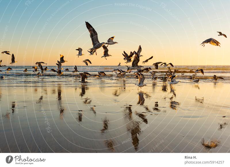 Möwen im Sonnenuntergang am Meer sonnenuntergang Atlantik Horizont Möven Vogelschwarm Betrachtungen Stimmungsvoll Urlaub Erholung Küste