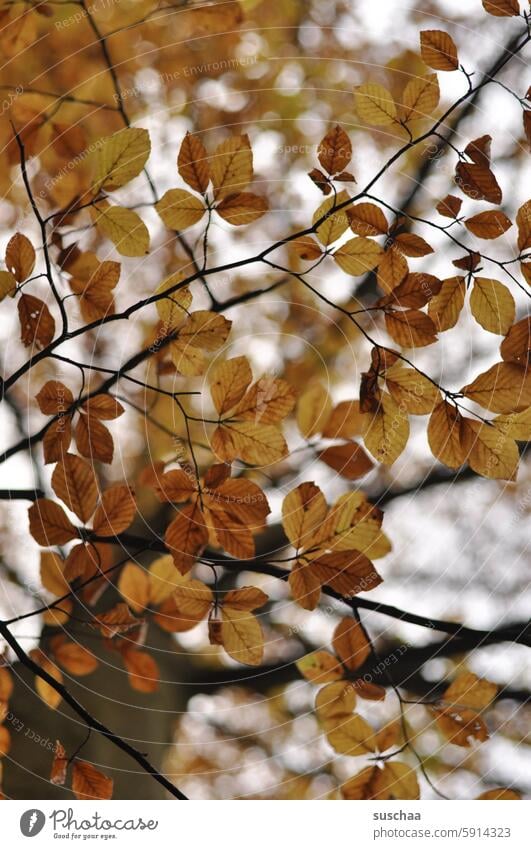 herbstblätter Herbst Blätter Laub Baum Äste herbstlich Herbstfarben Brauntöne verästelt Herbstbeginn Herbststimmung Vergänglichkeit Herbstsaison Jahreszeiten