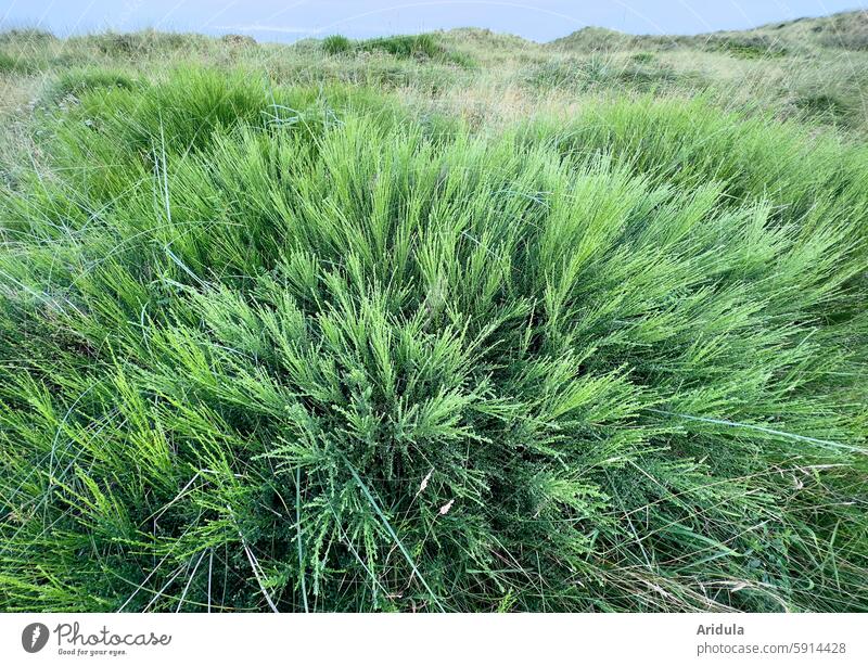 Besenginster an der Nordseeküste Ginster Küste Dünen Dünengras Pflanze grün Natur Landschaft