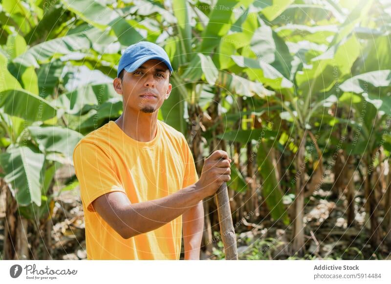 Mann bei der Vorbereitung der Verpflanzung von Hibiskustrieben im Garten Gärtner schaufeln Hawaiiblume Transplantation schießen grün Lebensraum üppig (Wuchs)