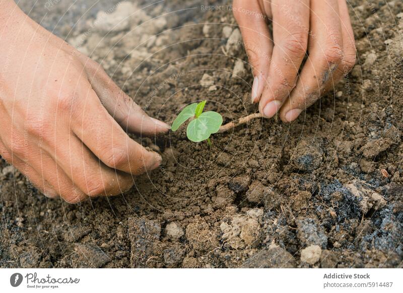 Einpflanzen junger Hibiskustriebe in fruchtbaren Boden Pflanze Hand Hawaiiblume schießen Pflege Garten Wachstum Transplantation Blatt Erde Schmutz Keimling