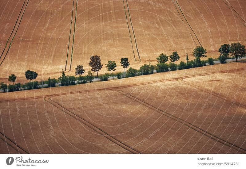 golden fields Feld Baum Allee Getreide