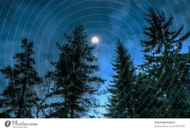 Kiefern bei Nacht Sonne Winter Schnee Berge u. Gebirge Halloween Natur Landschaft Himmel Mond Nebel Baum Wald Teich See dunkel wild blau Hintergrund