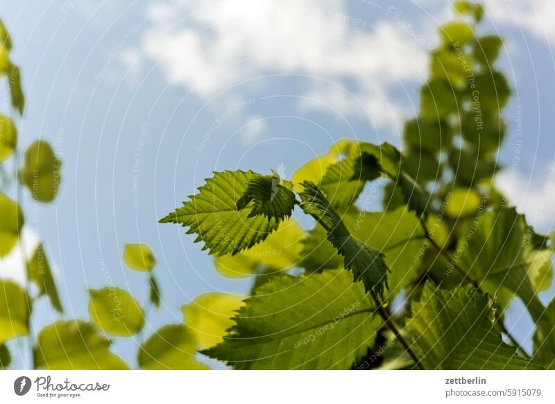 Haselnussblätter blühen blüte dunkel dämmerung erholung erwachen ferien garten hecke himmel kleingarten kleingartenkolonie knospe menschenleer nachbarschaft