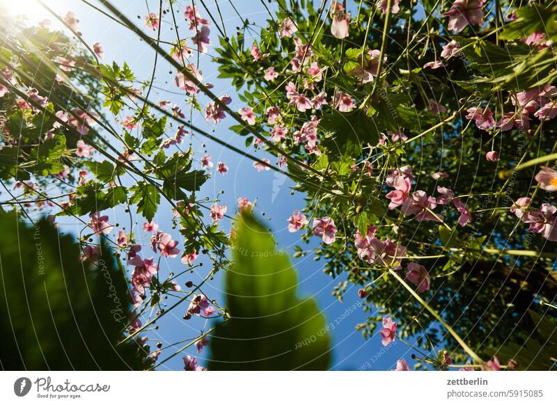 Herbstanemonen aus der Froschperspektive again ast baum blühen blüte erholung ferien frühling garten hecke herbstanemone himmel kleingarten kleingartenkolonie