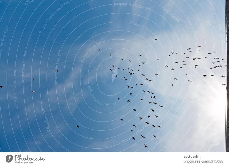 Tauben familie fliegen froschperspektive herde himmel schwarm sommer stadttaube viel. menge vogel vogelschwarm wolke viele vielzahl