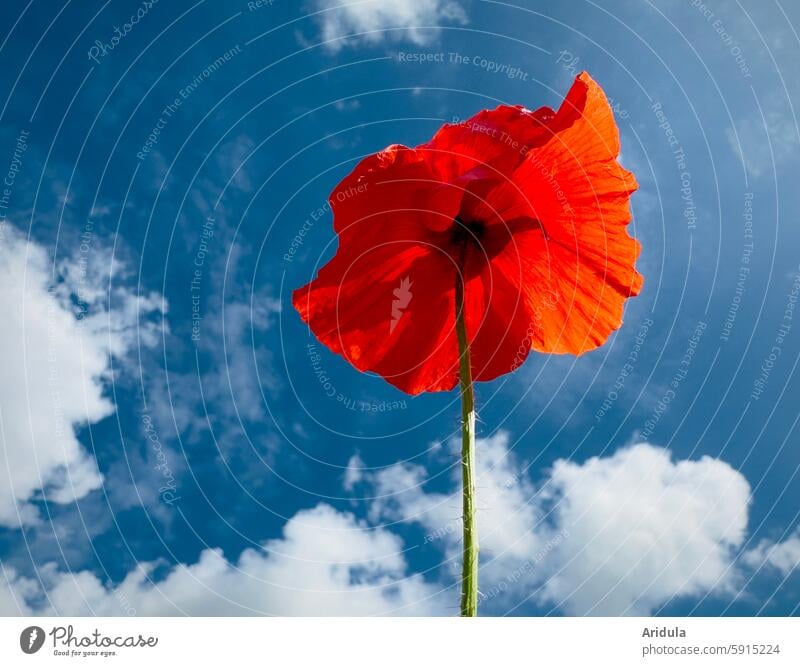 Mohnblumensonnenschirm Blüte Blume Mohnblüte rot Sommer Pflanze Froschperspektive Blauer Himmel Wolken Sonne Licht Sonnenlicht Blütenblätter