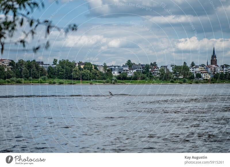 Graureiher Graureiher am Rheinufer Fluss Himmel Nordrhein-Westfalen Deutschland Europa Ufer Köln Symbol Fischreiher Großstadt Reiher Rheinufer Zone Gewässer