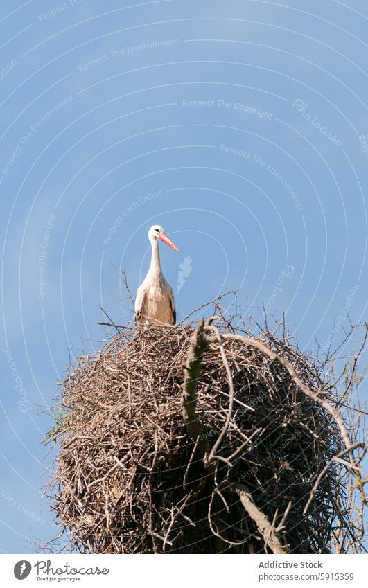 Einzelner Storch stehend auf einem großen Nest gegen blauen Himmel Vogel Natur Tierwelt Blauer Himmel Sitzgelegenheit im Freien Zweig Ast natürlicher Lebensraum