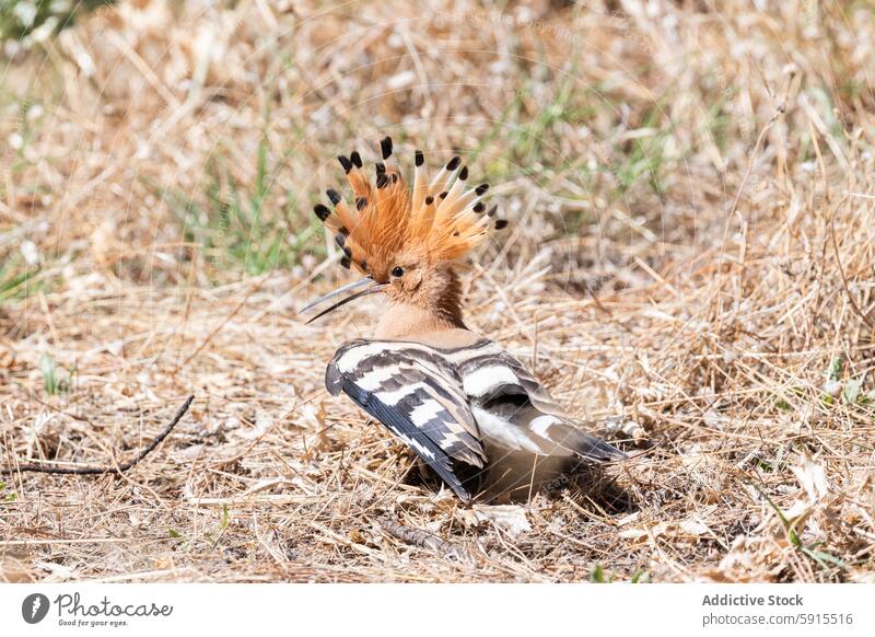 Wiedehopf, der seinen Kamm in seinem natürlichen Lebensraum zur Schau stellt Vogel Federn Schnabel Tierwelt Natur Nahaufnahme Ornithologie sonnig