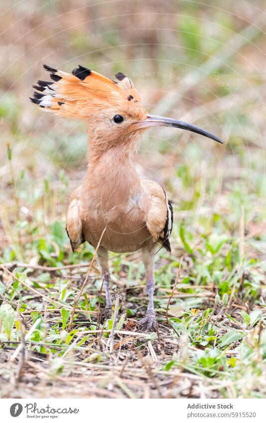 Wiedehopf bei der Futtersuche im natürlichen Lebensraum Vogel Tierwelt Natur Feder Gefieder Rechnung Nahrungssuche Vegetation Schnabel Boden