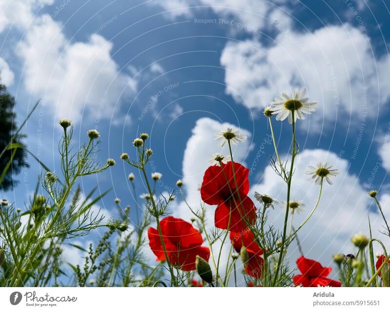 Mohn und Acker-Hundskamille vor blauem Himmel mit weißen Wolken Mohnblume Mohnblumen rot Blume Blüten Wiese Sommer Wildpflanze Landschaft Pflanze Mohnblüte