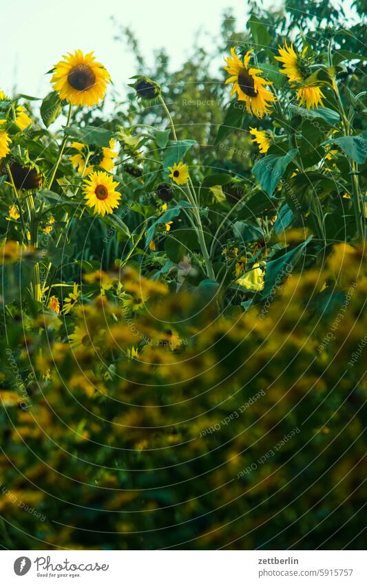 Vorn Sonnensturm, hinten Sonnenblumen blühen blüte dunkel dämmerung erholung ferien garten hecke kleingarten kleingartenkolonie menschenleer nachbarschaft natur