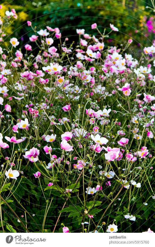 Weitere Herbstanemonen (die Lieblingsblumen von Xavier) ast baum blühen blüte erholung ferien frühling garten hecke herbstanemone himmel kleingarten