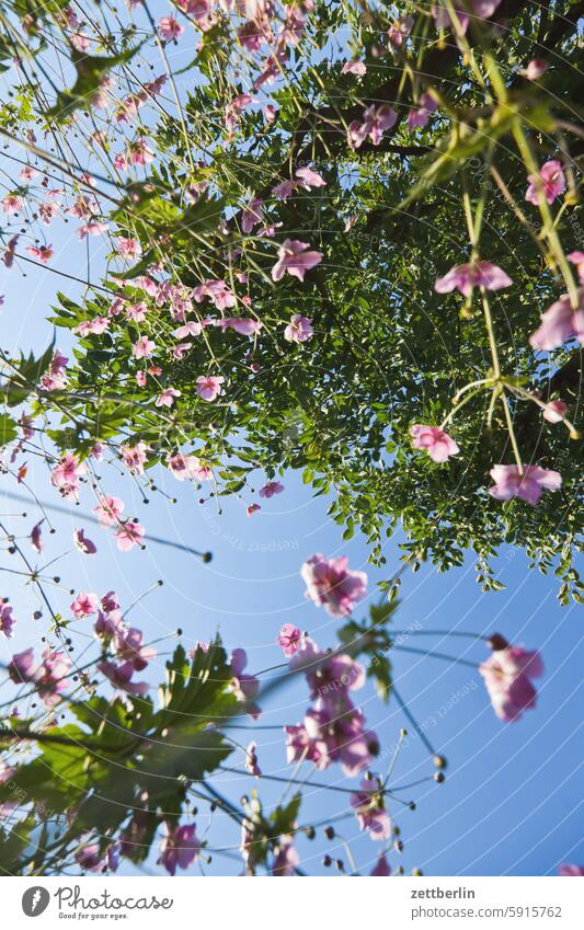 Herbstanemonen aus der Froschperspektive ast baum blühen blüte erholung ferien frühling garten hecke herbstanemone himmel kleingarten kleingartenkolonie knospe