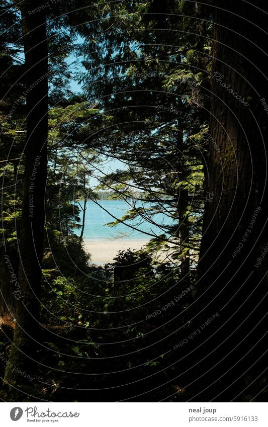 Von Nadelwald umrahmter Blick auf das türkisfarbene Meer in Kanada Natur Wald Küste Strand Ufer Sandstrand unberührt einsam Landschaft Tourismus