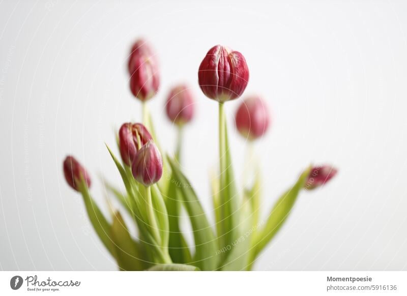 Tulpen Frühling rot grün Blüte Blume Blumen Pflanze Blumenstrauß Tulpenblüte Farbfoto Blühend Frühlingsgefühle Muttertag Natur Dekoration & Verzierung