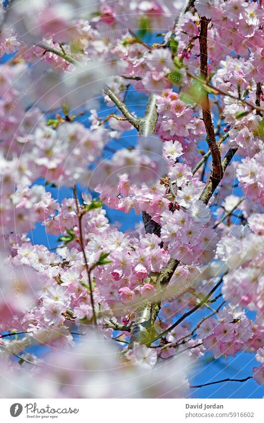 weiß und rosafarbene Kirschblüten an verschiedenen Zweigen pastell Blüten blühend lieblich romantisch Frühling Blütenblätter Romantik Natur zart Blühend