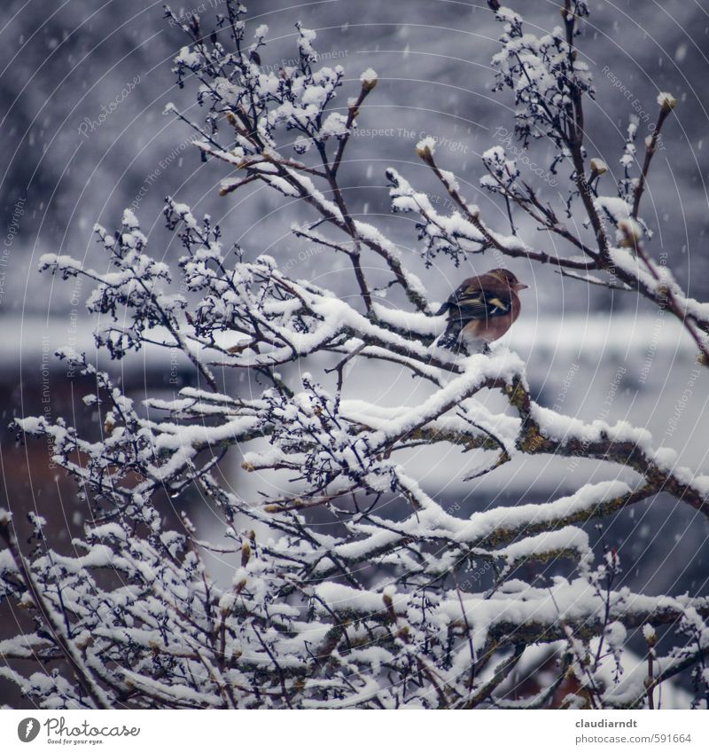 Schneefink Umwelt Natur Pflanze Tier Winter Eis Frost Schneefall Baum Sträucher Vogel Buchfink 1 frieren warten kalt Zweige u. Äste sitzen Farbfoto