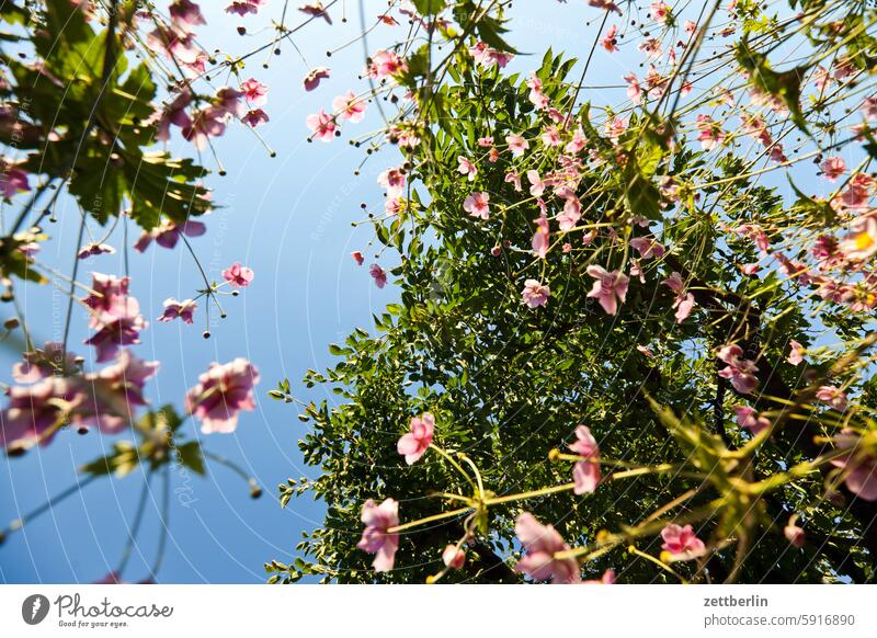 Herbstanemonen vor Kirschbaum in der Froschperspektive ast blühen blüte erholung ferien frühjahr frühling garten hecke herbstanemone himmel kleingarten