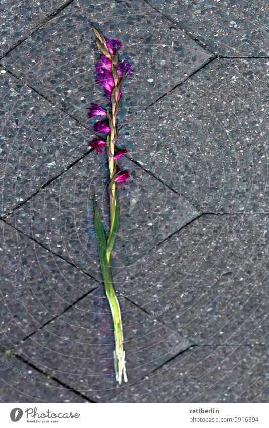 Gladiole auf dem Bürgersteig blume blüte blütenstand bürgersteig einzeln gefunden gehweg gehwegplatte geschenk gladiole liebesbeweis vergessen verloren