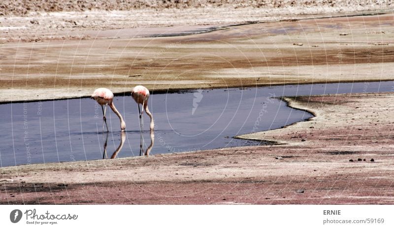 FlamingoBingo Chile Ferien & Urlaub & Reisen Salar de Atacama Tier rosa Wasser Sand Wüste