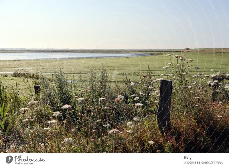 morgens um 7 Uhr am Hauke Haien-Koog... Nordfriesland Schleswig-Holstein Landschaft Natur Morgen Morgenstimmung Wiese Pflanze Zaun Holzpfahl Wilde Möhre Gras