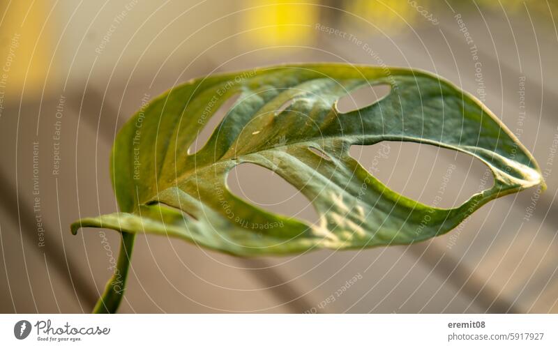 Affenblatt Monster adansonii affenblatt fensterblatt monstera grün zimmerpflanze tropisch grünpflanze löcher blätter laub sonne sonnenuntergang nahaufnahme