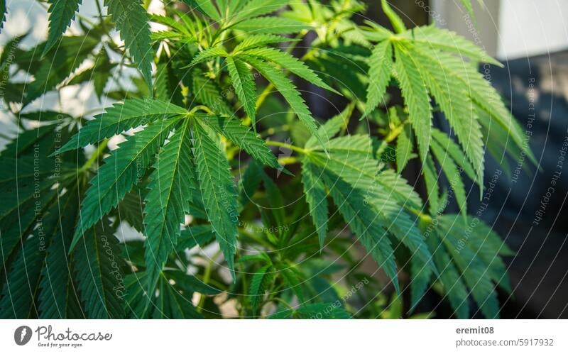 Blätter der Hanfpflanze hanf cannabis drogen anbau eigene ernte 420 marihuana blätter rasta rastafari kiffer kiffen legalisierung