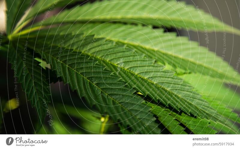 Hanf Cannabis Blatt Nahaufnahme hanf cannabis marihuana blatt laub blätter 420 gras drogen leuchtend sonne wachsen grün pflanze faserpflanze flachs