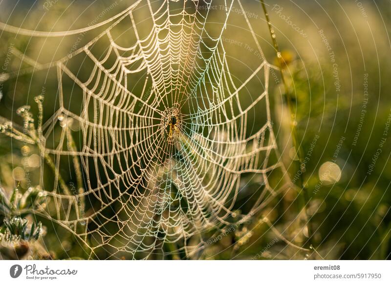 Spinnennetz mit Spinne am Morgen mit Tautropfen tau tautropfen morgen sonnenaufgang asien mongolei mongolisch steppe warm gegenlicht feucht gras feld wiese gelb