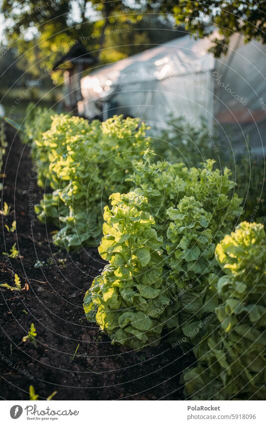 #A0# Biosalat Bioprodukte Biologie bio Biologische Landwirtschaft biologisch biodiversität wachsen Bauernhof anbauen Salat grün Außenaufnahme Ernährung