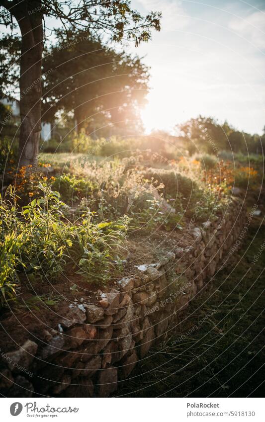 #A0# Garten mit Sonne wachsen Schrebergarten Landwirtschaft Natur Pflanze Gartenarbeit grün Wachstum Ernte Gemüse Bauernhof Lebensmittel Außenaufnahme