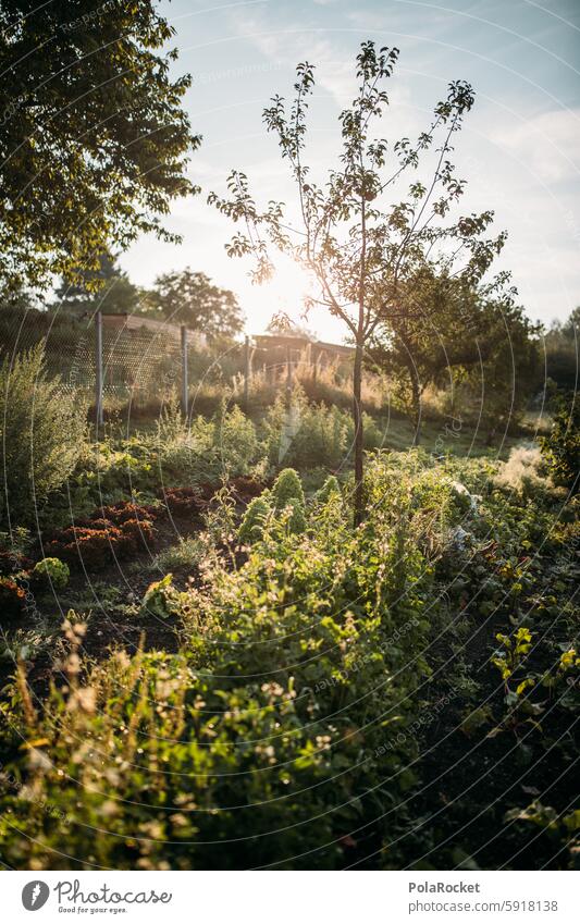 #A0# Garten mit Sonne wachsen Schrebergarten Landwirtschaft Natur Pflanze Gartenarbeit grün Wachstum Ernte Gemüse Bauernhof Lebensmittel Außenaufnahme