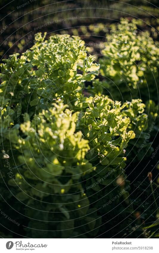 #A0# Biosalat Bioprodukte Biologie bio Biologische Landwirtschaft biologisch biodiversität wachsen Bauernhof anbauen Salat grün Außenaufnahme Ernährung