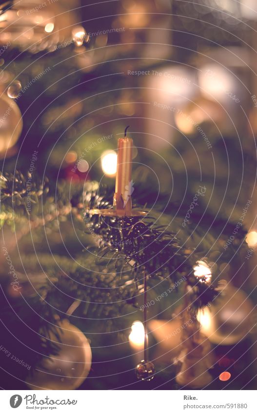Letzter Weihnachtsgruß. Winter Wohnung Dekoration & Verzierung Weihnachten & Advent Baum Tannenzweig Weihnachtsbaum Kerze Kugel glänzend schön Kitsch Wärme gold