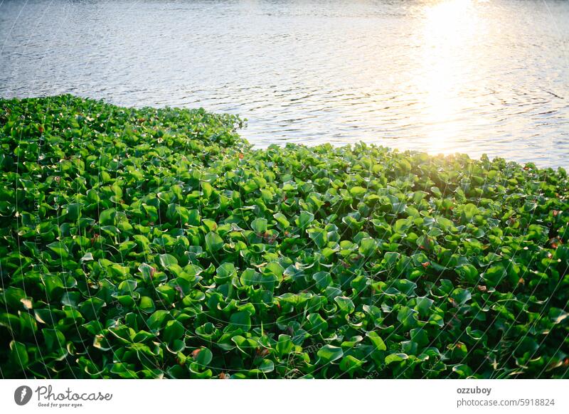 Reflexion des Sonnenlichts im Fluss mit einer Ansammlung von Wasserhyazinthenpflanzen Pflanze Natur horizontal keine Menschen im Freien Blatt Wachstum