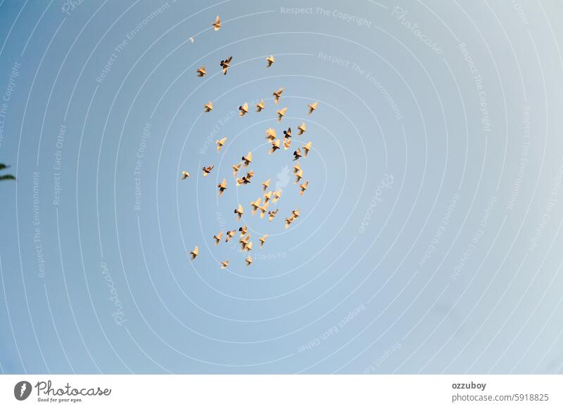 Taubenschwärme fliegen in den Himmel Freiheit Vogel Vogelschwarm horizontal Natur Tier im Freien Tierflügel keine Menschen Schlagende Flügel Tiergruppe Feder