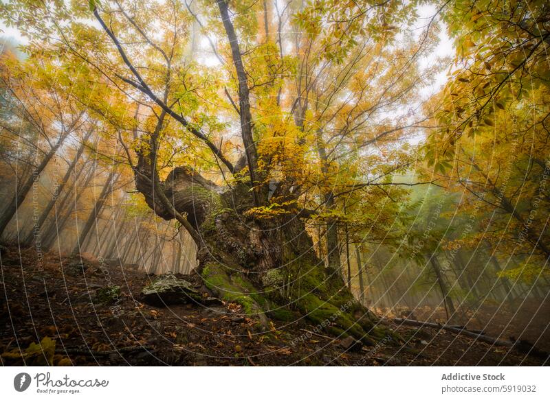 Majestätischer Kastanienbaum im nebligen Herbstwald Baum Waldgebiet Nebel gelb Blätter Gelassenheit Landschaft Natur pulsierend Saison Farben fallen ruhig