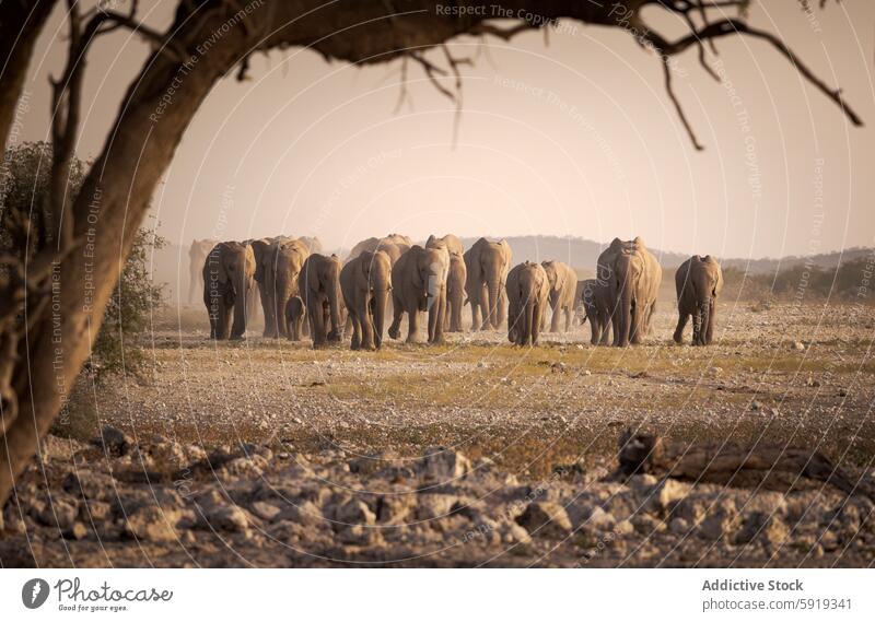 Herde afrikanischer Elefanten in der namibischen Landschaft Afrika Namibia Tierwelt Natur Säugetier Loxodonta africana laufen trocken Gelassenheit reisen