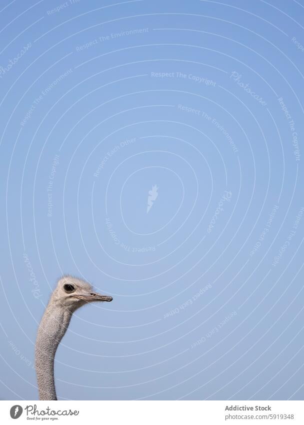 Straußenkopf in Nahaufnahme vor einem klaren blauen Hintergrund Vogel Tierwelt Kopf Hals Blauer Himmel minimalistisch Natur im Freien Namibia Afrika Feder