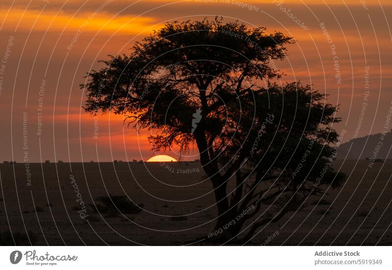 Silhouettierter Baum bei Sonnenuntergang in der namibischen Wüste Namibia Afrika Silhouette wüst Schönheit Landschaft Natur Frieden ruhig Abenddämmerung orange