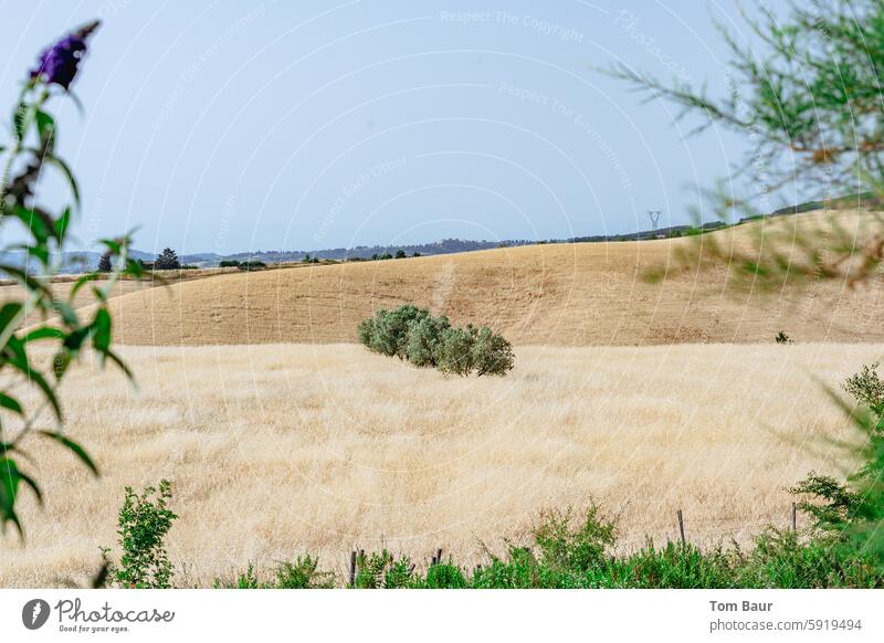 Bäume auf einem Feld in einer kargen Landschaft Bäume am Horizont grün beige Natur Himmel Wolken Außenaufnahme Menschenleer Baum Sommer Schönes Wetter Farbfoto