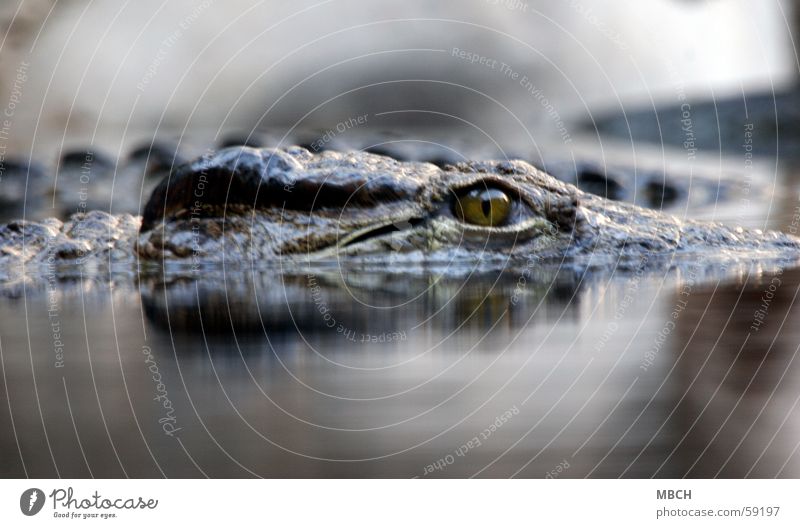 Auf der Lauer Krokodil Kamelhöcker Wasseroberfläche verdeckt Tier gefährlich Auge Scheune Zacken Wildtier