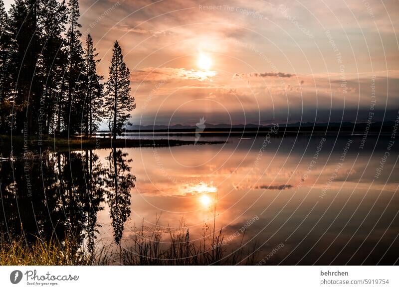 zeit zu hoffen Wyoming stille Wasser See Spiegelung Baum Yellowstone lake Yellowstone Nationalpark Sonnenaufgang Sonnenlicht Dämmerung Sehnsucht Fernweh