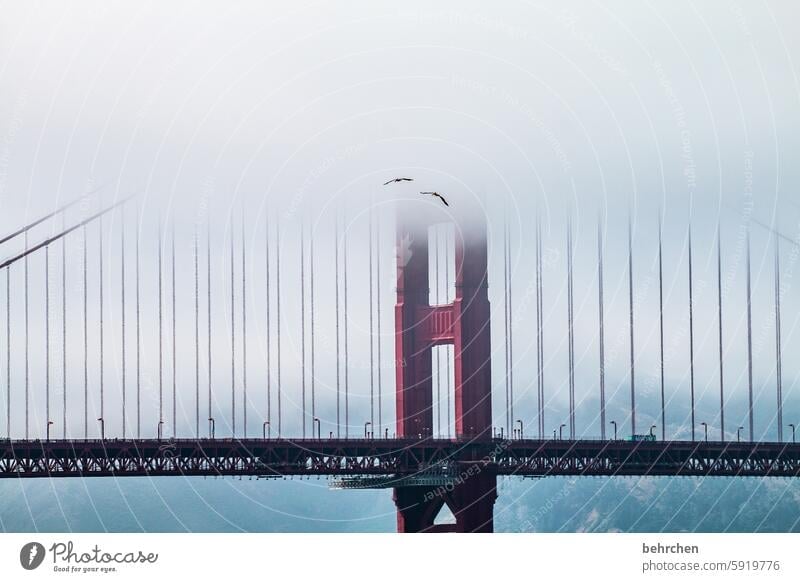 der amerikanische traum Amerika Vogel Ferne Wolken Ferien & Urlaub & Reisen Himmel Pelikan San Francisco USA fantastisch außergewöhnlich Nebel