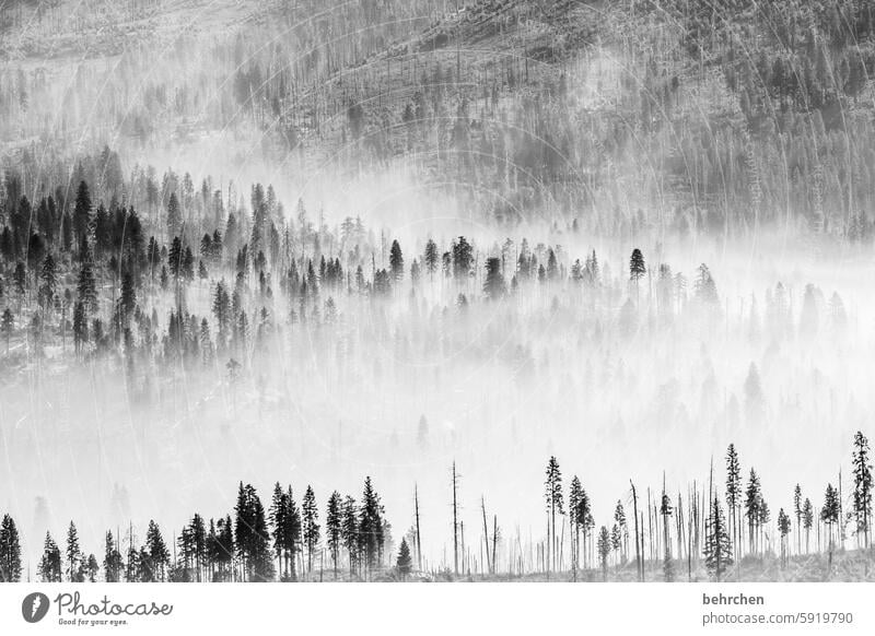 nebelwald Schwarzweißfoto Bäume Schatten Nebel Baumstamm stille Natur Wald schön geheimnisvoll USA Amerika Kalifornien Yosemite NP yosemite Märchenhaft